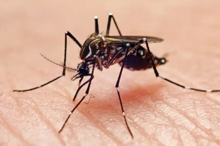 evitar picaduras de mosquito