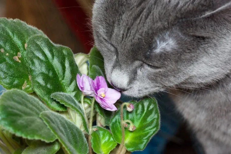 gato plantas peligrosas