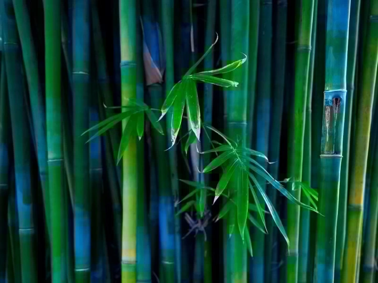 muro de bambu