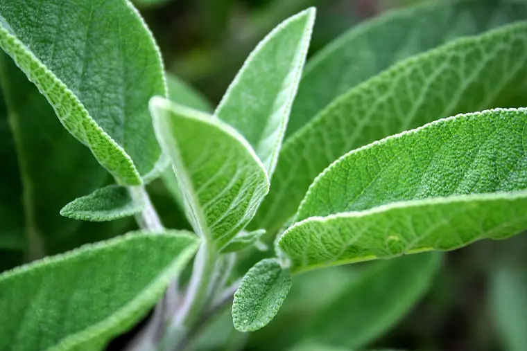 planta tratada insecticida casero