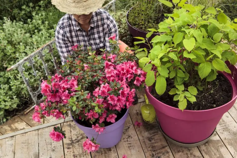 plantas japonesas para interiores sombrios