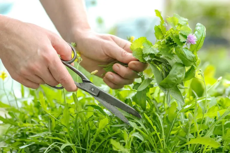 recoger plantas medicinales cortar con tijera