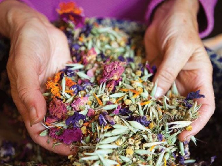 recoger plantas medicinales manos llenas de petalos recoger plantas medicinales manos llenas de petalos