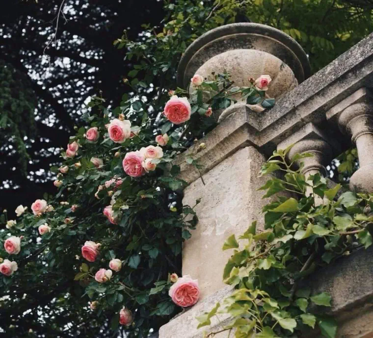 jardins de design de rosas