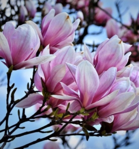¿Cómo cuidar una magnolia? Consejos sobre cultivo poda y fertilizantes