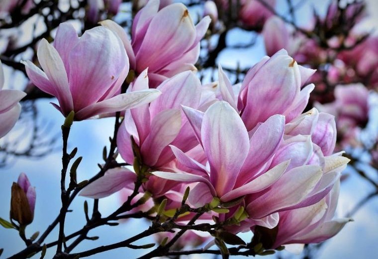 arbol de magnolia todo sobre su cultivo