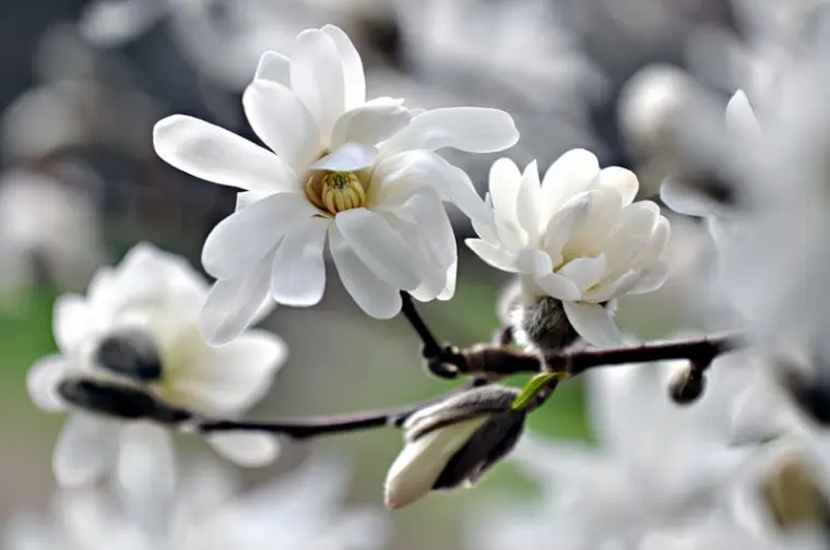 color bello blanco de la magnolia