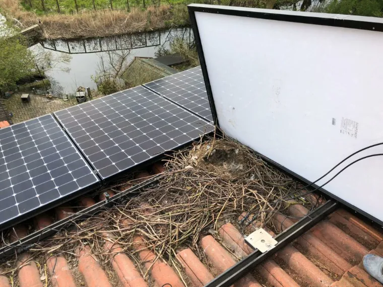 como evitar que los pájaros aniden en los paneles solares