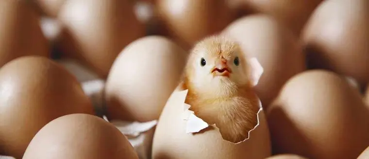 como saber si el huevo esta apto para comer