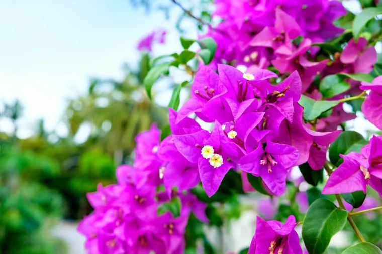 flor de buganvilla