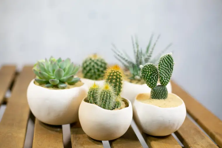 macetas barro diminutas cactus