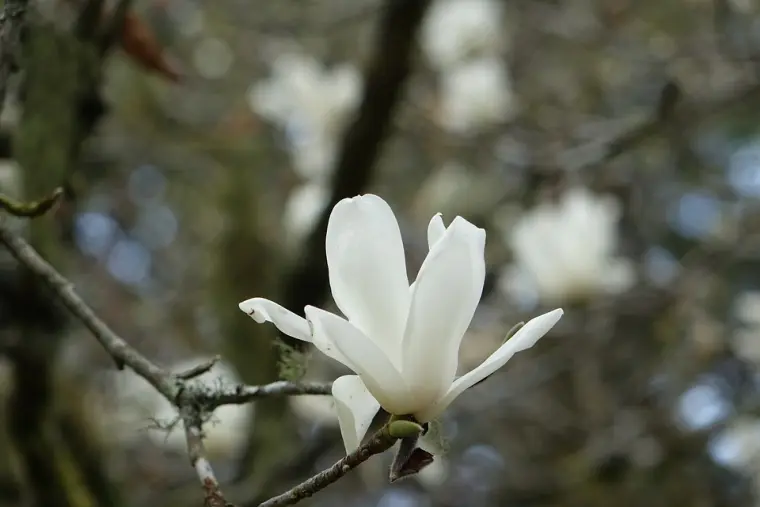 ¿Cómo cuidar una magnolia blanca?