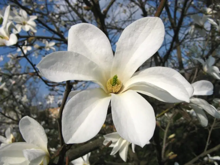 magnolias blancas fragantes consejos