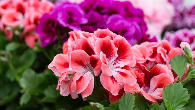 pelargonium o geranios