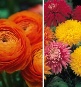 16 Tipos de Flores para REGALAR y que no pueden faltar en Tu Casa