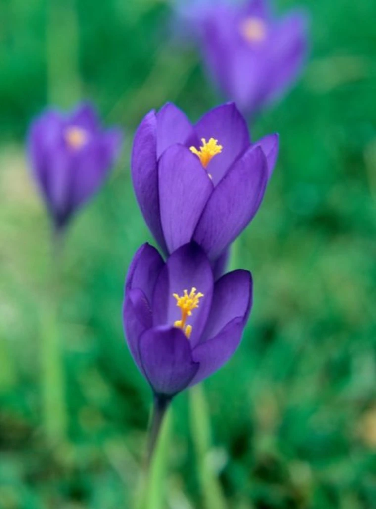 Crocus-nudiflorus