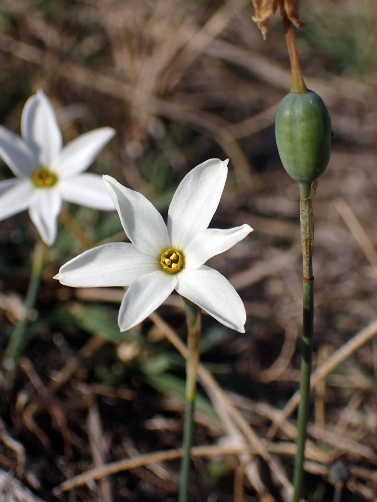 Flores silvestres Narciso-serotinus