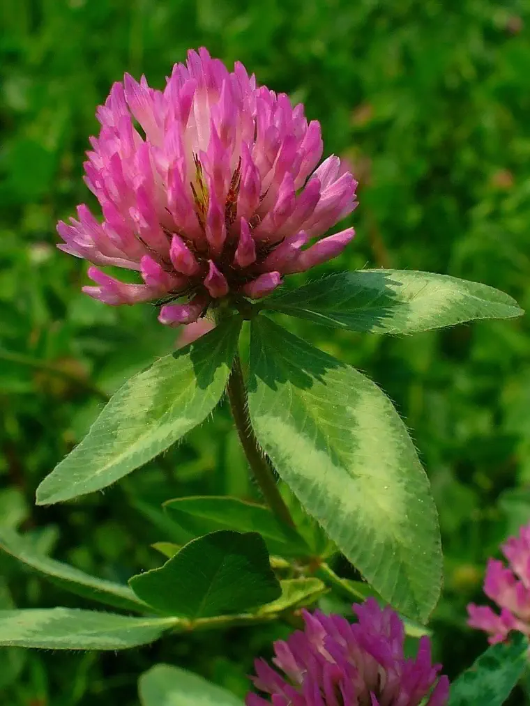 Flores Silvestres Trifolium-pratense