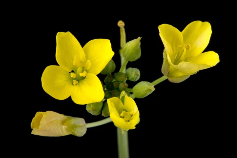 Flores silvestres diplotaxis-muralis