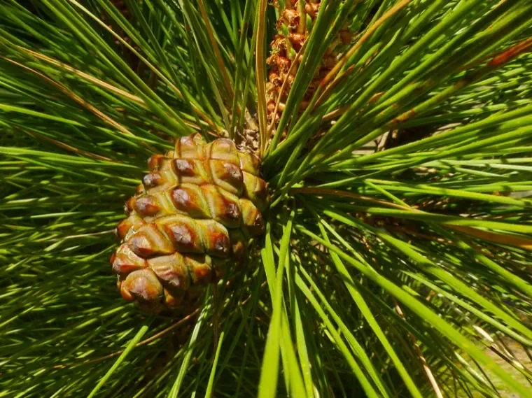 Pinus-canariensis