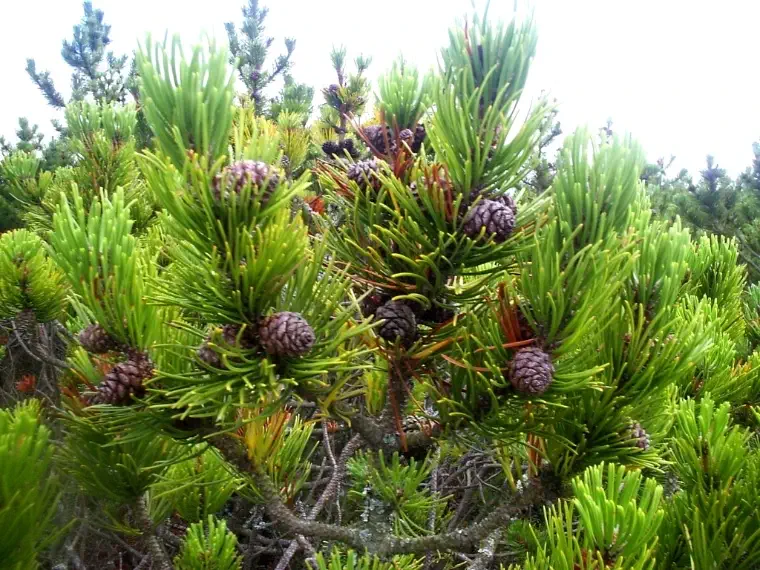 Pinus-mugo
