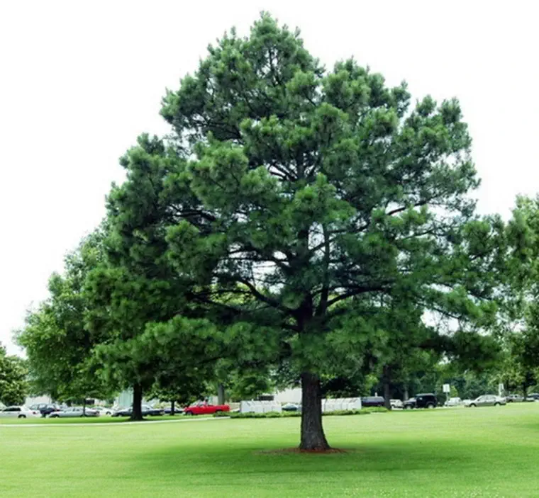 Pinus-nigra