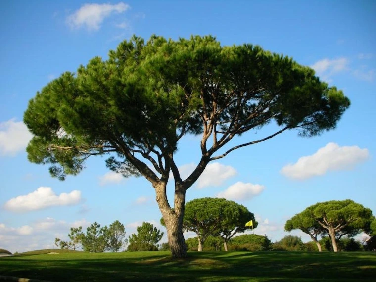 Pinus-pinea
