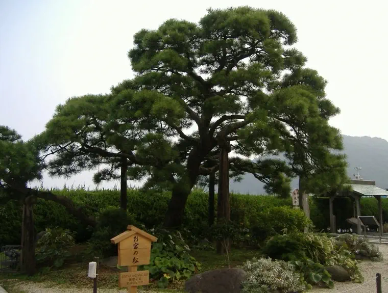 Pinus-thunbergii