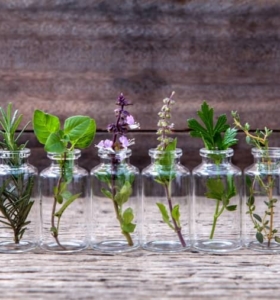 Plantas Aromáticas ¿Cómo cuidar las hierbas aromáticas en el interior de la casa?