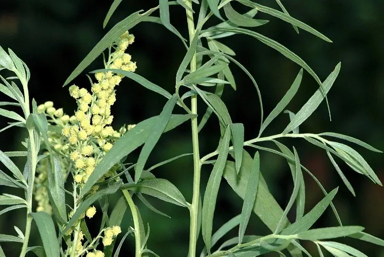 Plantas-aromaticas-Estragon-artemisa-dracunculus