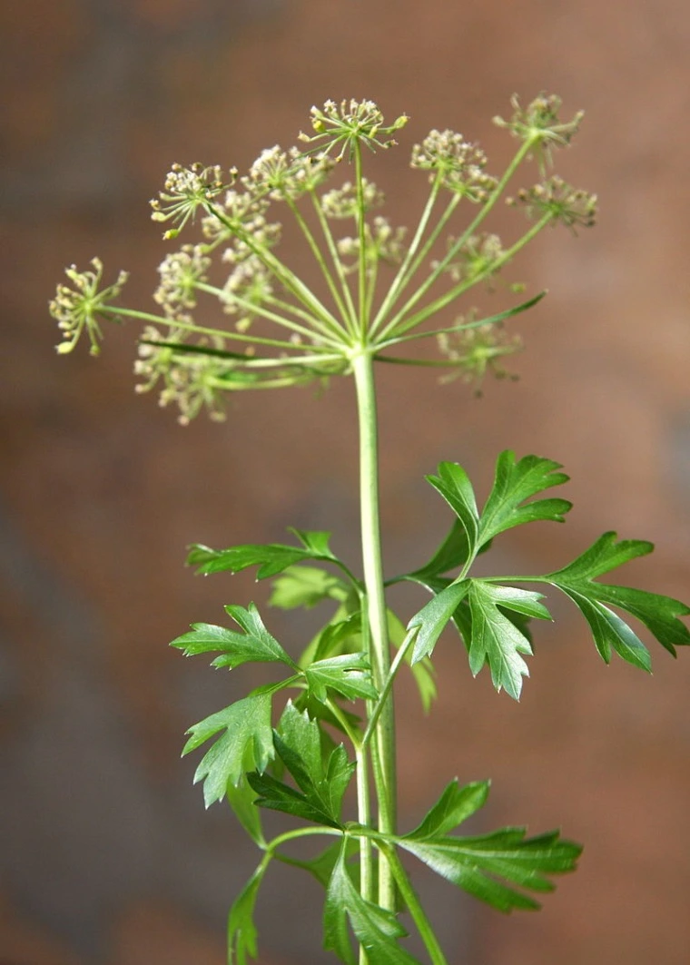 Plantas-aromaticas-Perejil-petroselinum
