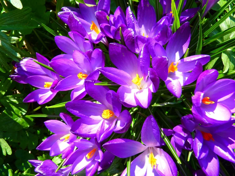 azafrán flores para jardín de primavera
