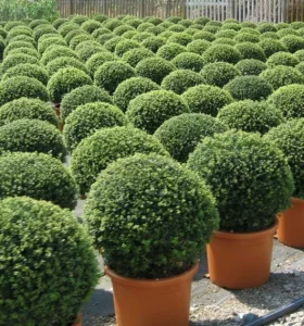 El Arbusto de hoja Perenne. El complemento Perfecto para Tu Jardín