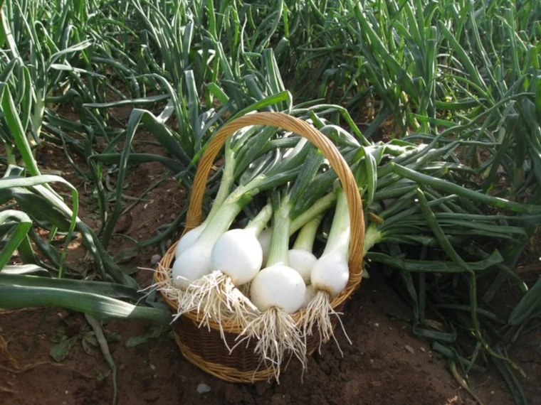 cultivar cebollas