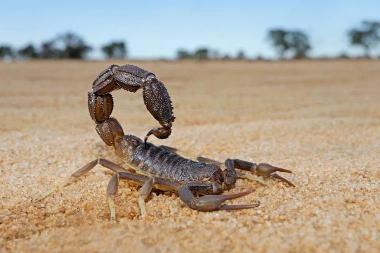escorpion de corteza