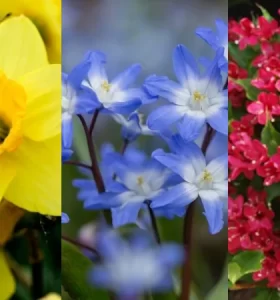 Las 13 Mejores flores para Jardín de Primavera que plantar desde YA