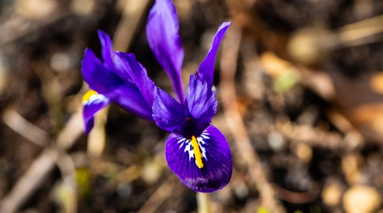 iris reticulado