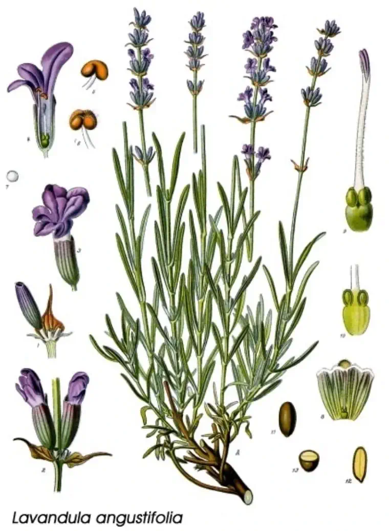 lavandula-angustifolia-esquema