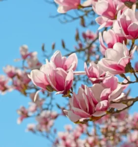 La Flor de Magnolia, significado y consejos para regalar una