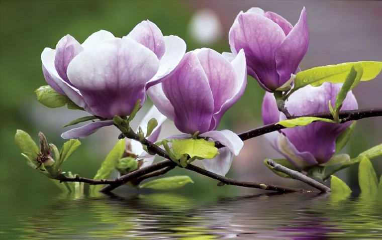 magnolia púrpura