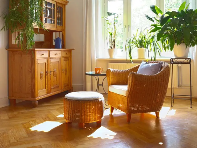 plantas como cuidarlas en casa en invierno