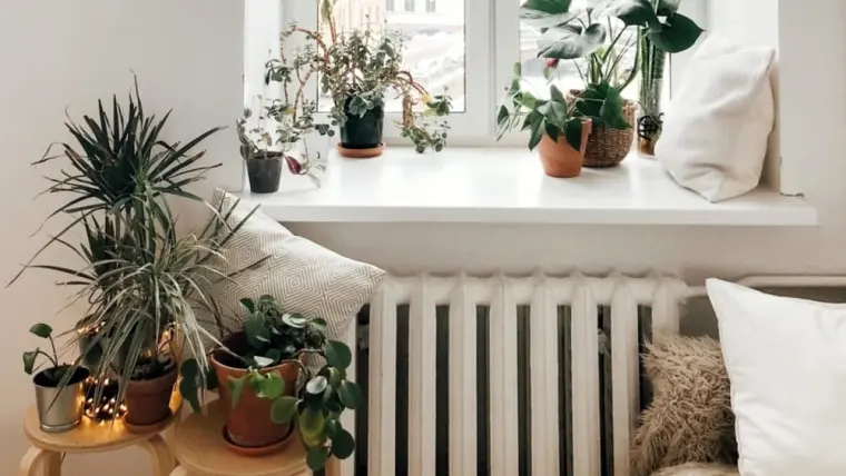 plantas de interior como mantanerlas en invierno