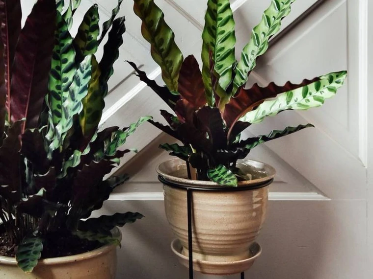 plantas fáciles cuidar para interior