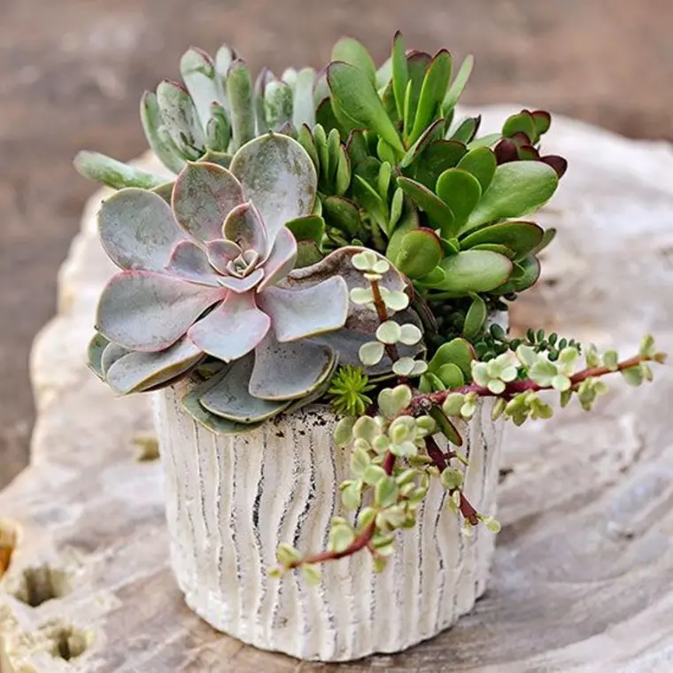 plantas signo do zodíaco