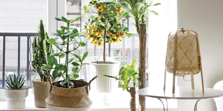 ¿Cómo cuidar plantas interior Verano? TOP de consejos para Protegerlas