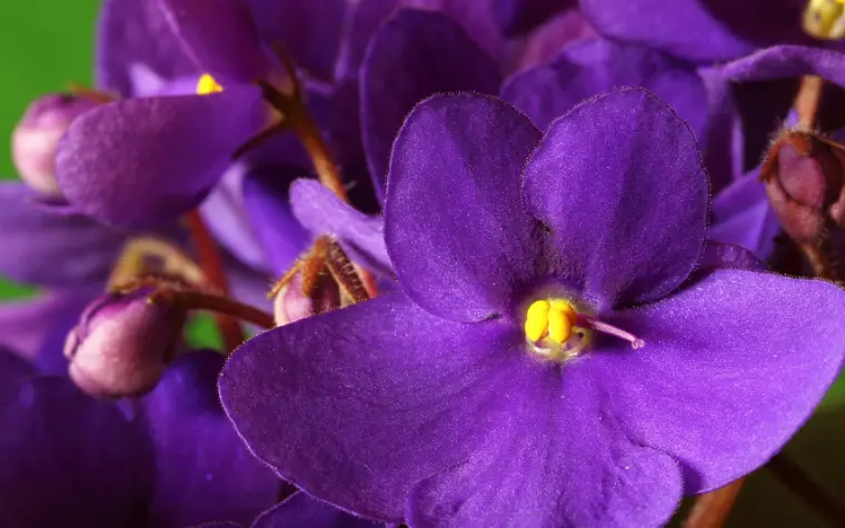 violeta africana escorpio