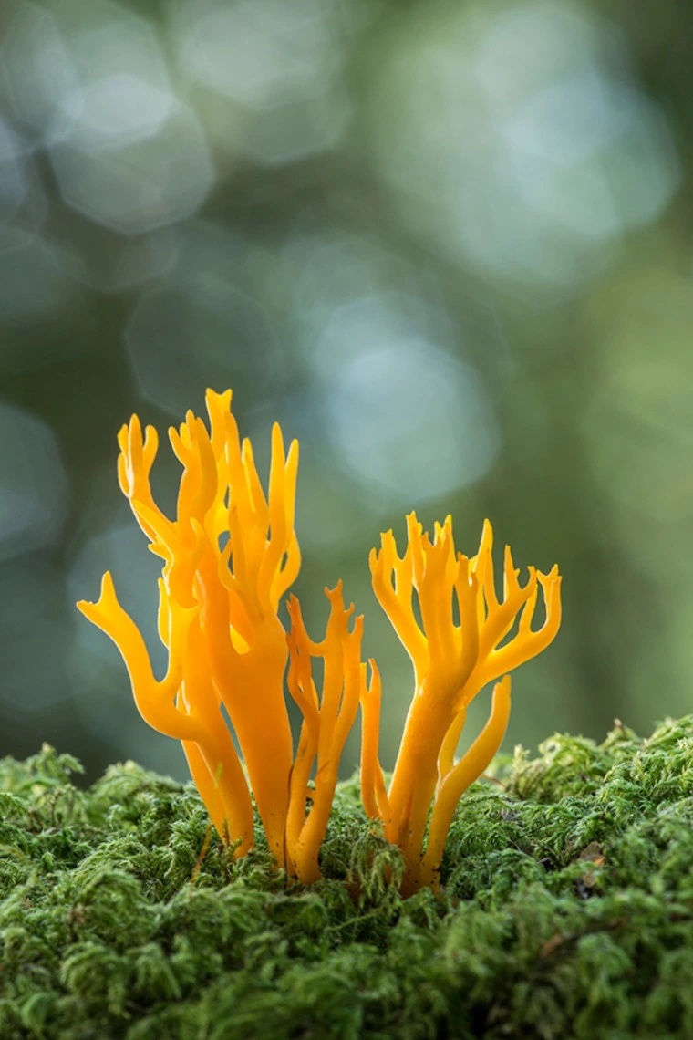 Fungi Calocera-viscosa-New-Forest-National-Park-Hampshire-England-credit-Guy-Edwardes