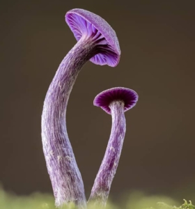 Fungi: Poderosos y Elusivos ¿Quiénes son los Hongos más Raros del Mundo?