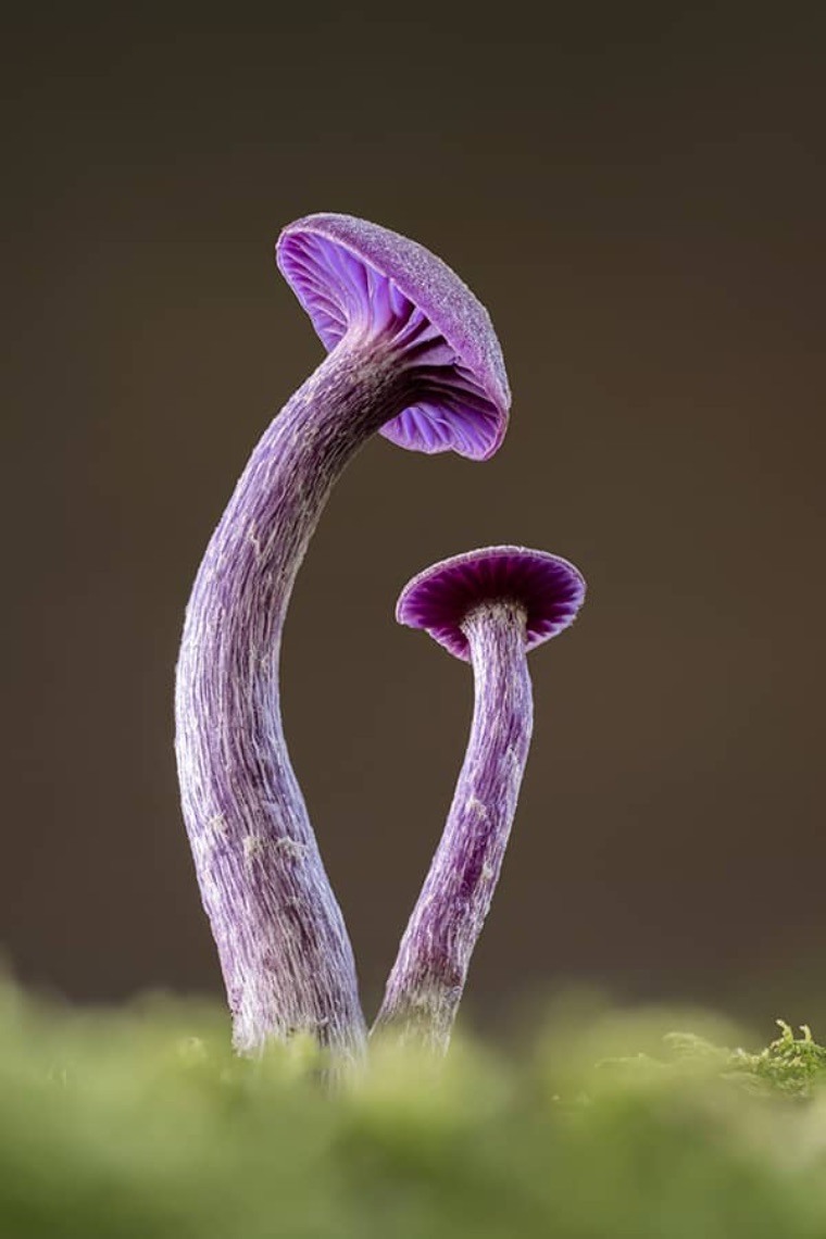 Fungi Laccaria-amethystea-New-Forest-National-Park-Hampshire-England-credit-Guy-Edwardes