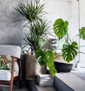 Plantas Detox: ¡Purifican el aire de tu casa en menos de 24 horas!